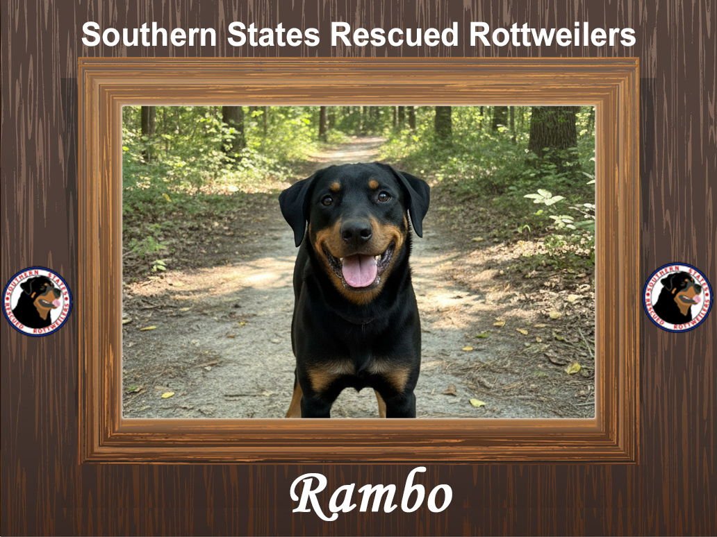 LIL'MAN - Rottweiler available for adoption