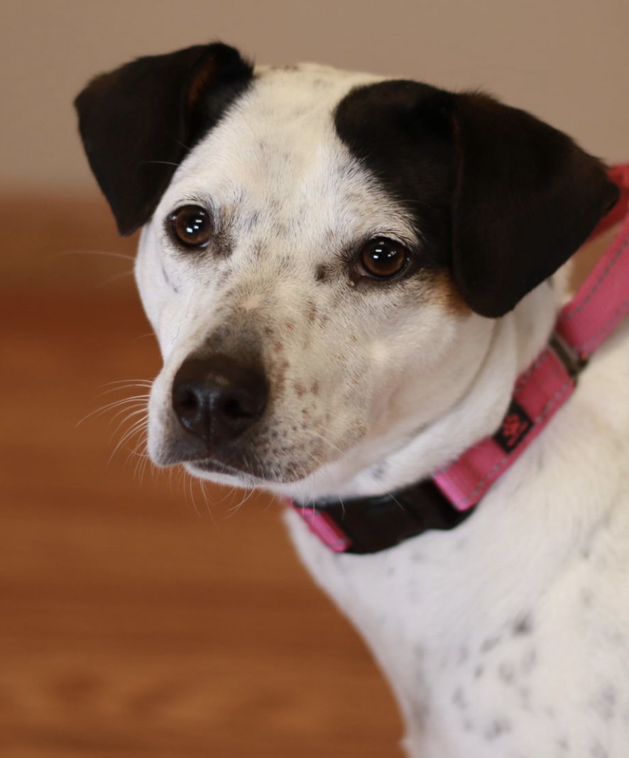 POLLIE POO - Jack Russell Terrier / Collie available for adoption