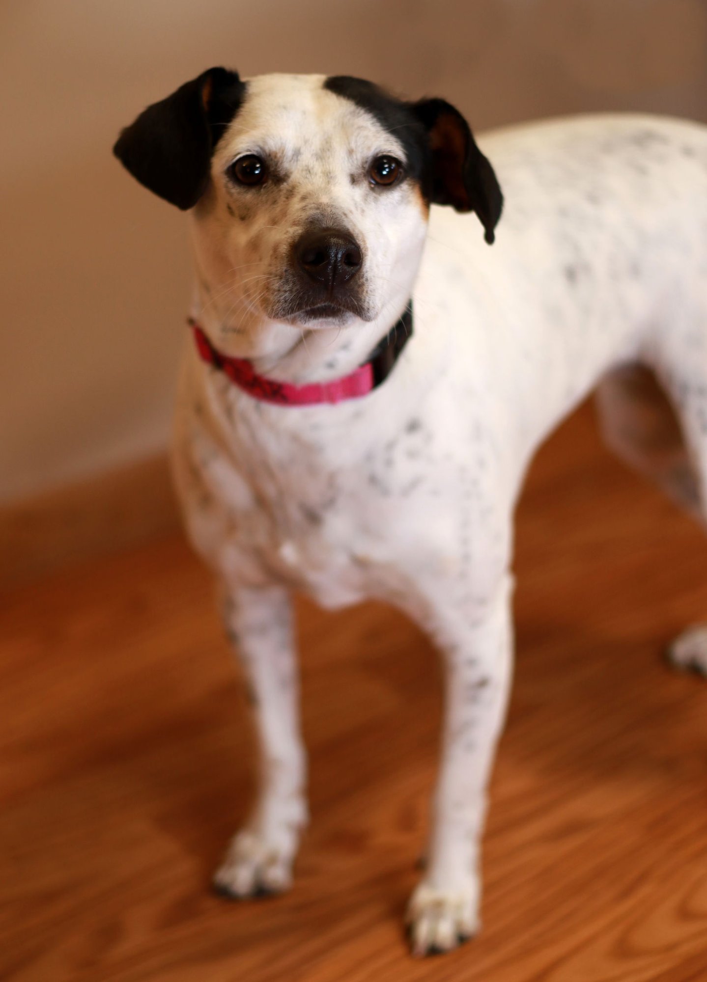 POLLIE POO - Jack Russell Terrier / Collie available for adoption