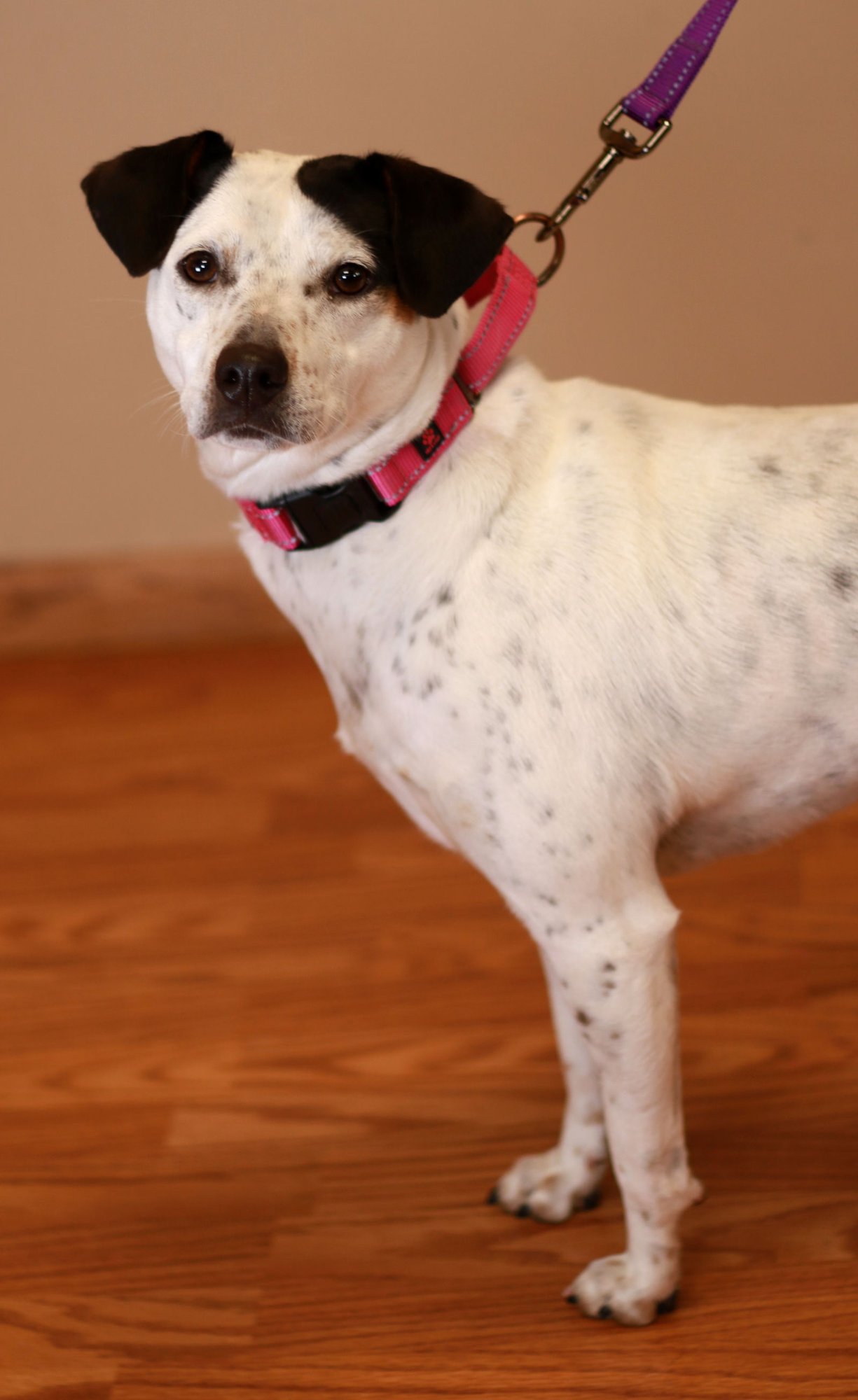 Pollie Poo - Photo 3