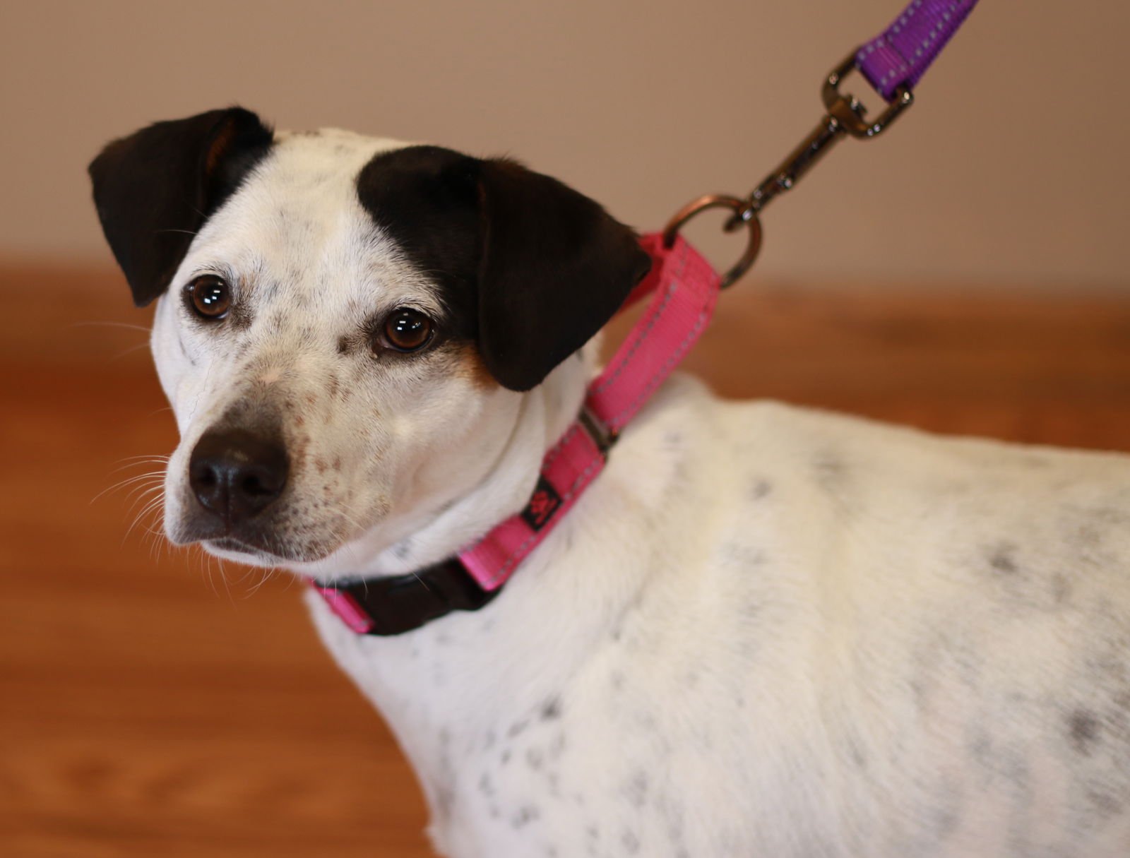 Pollie Poo - Photo 4