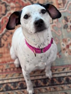 Pollie Poo - Photo 5