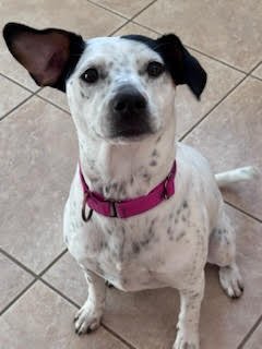 Pollie Poo - Photo 6