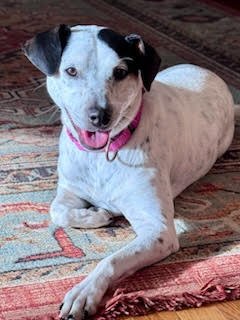 Pollie Poo - Photo 7