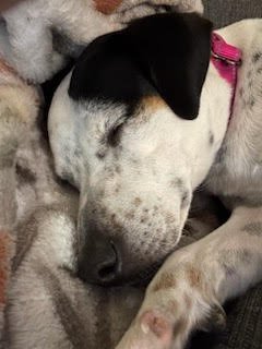 Pollie Poo - Photo 8