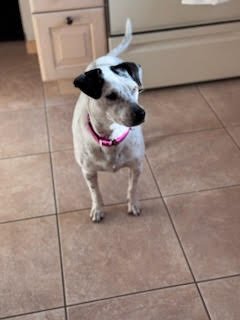 Pollie Poo - Photo 9