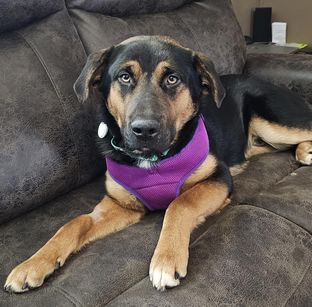 LINDEN - German Shepherd Dog available for adoption