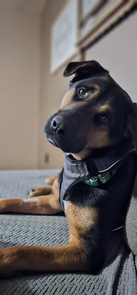 LINDEN - German Shepherd Dog available for adoption