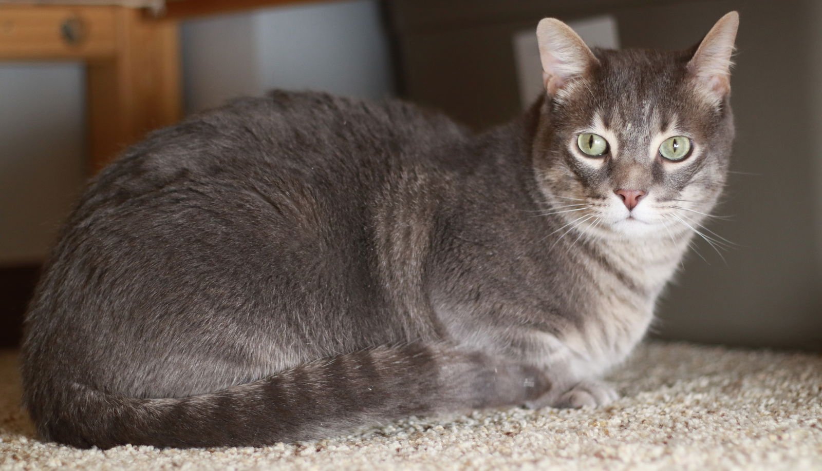 CASPER - Tabby / Domestic Short Hair available for adoption