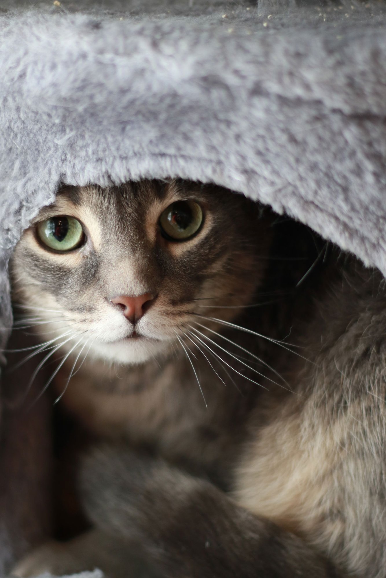 CASPER - Tabby / Domestic Short Hair available for adoption