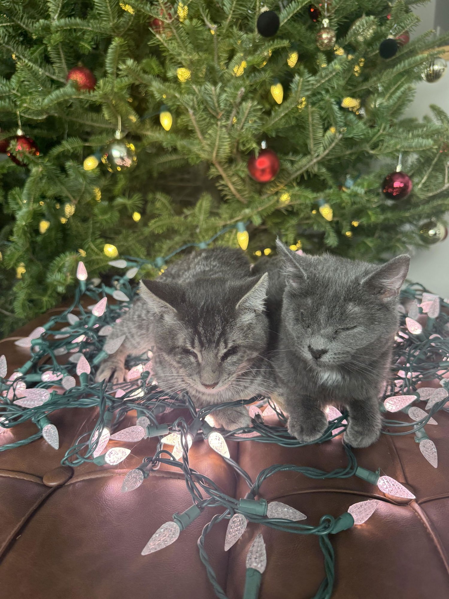 PUNK & POP - Domestic Short Hair available for adoption