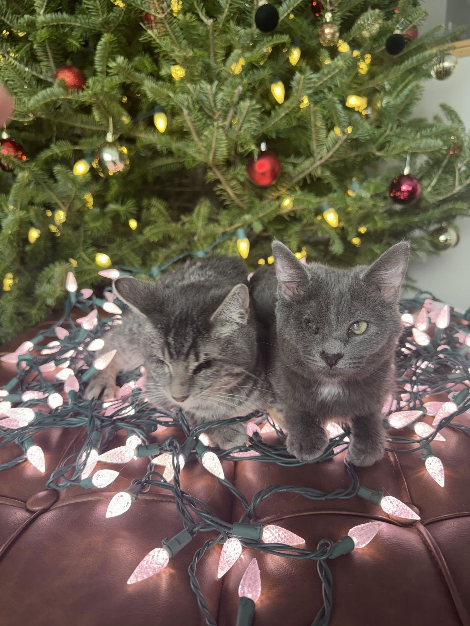 PUNK & POP - Domestic Short Hair available for adoption