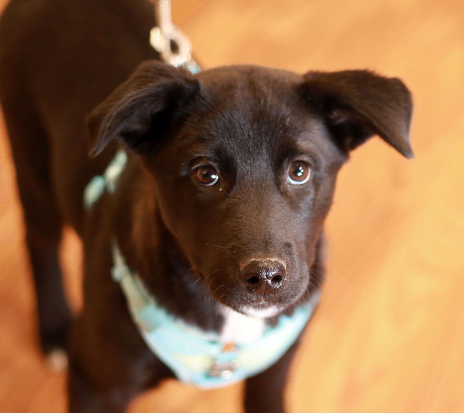 DAIRA - Collie / Labrador Retriever available for adoption