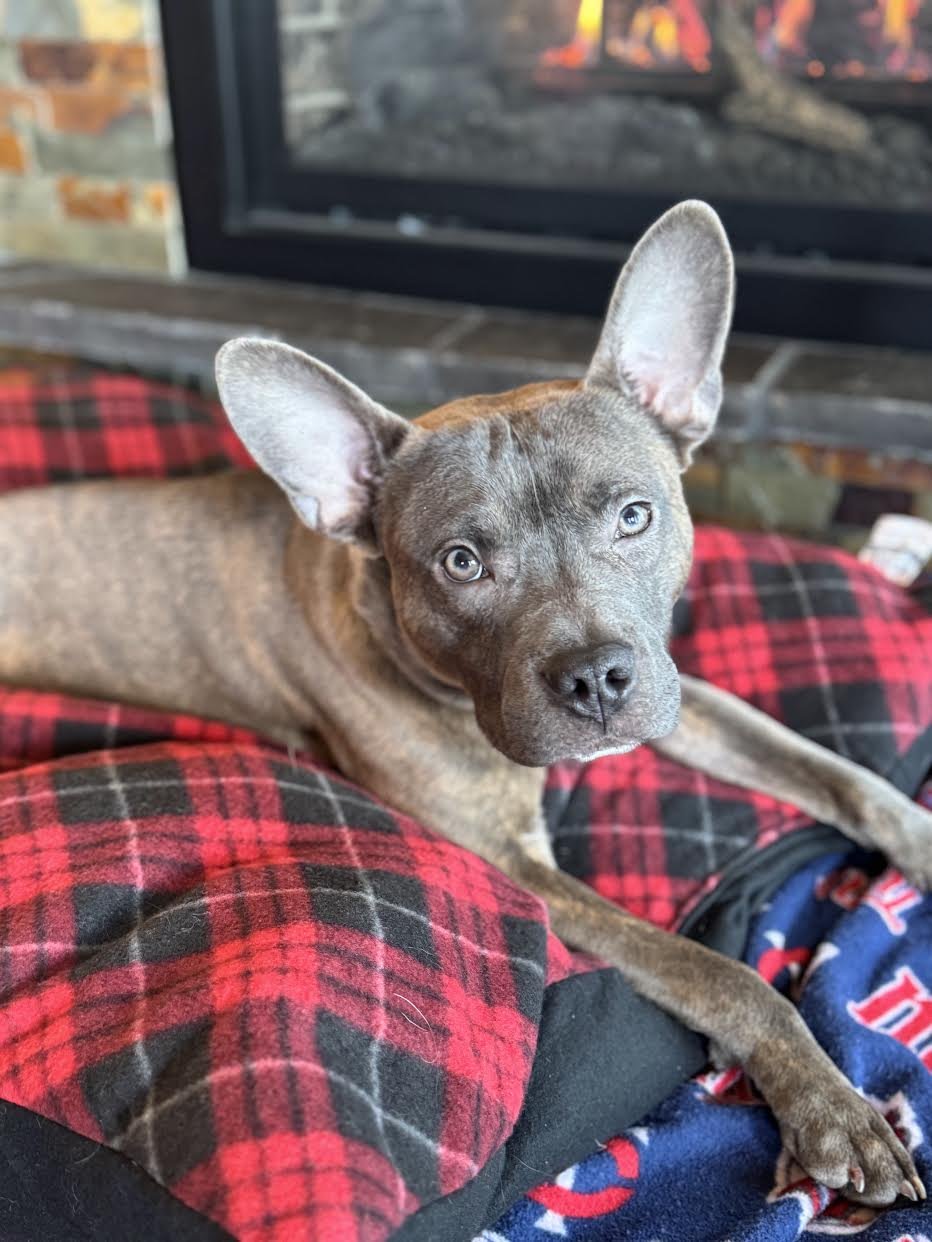 ROCKO - French Bulldog / Terrier available for adoption