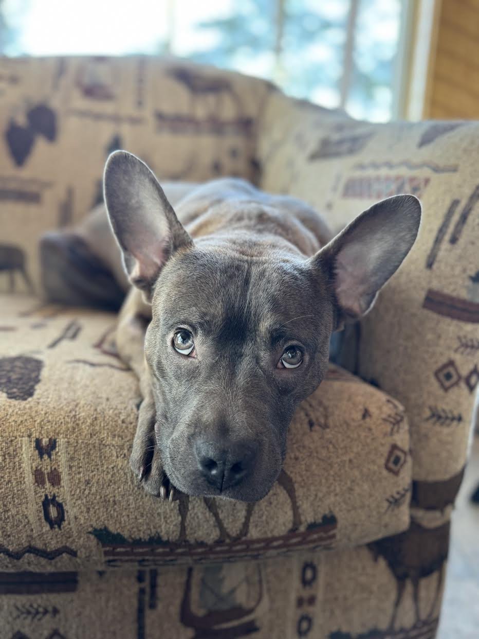 ROCKO - French Bulldog / Terrier available for adoption