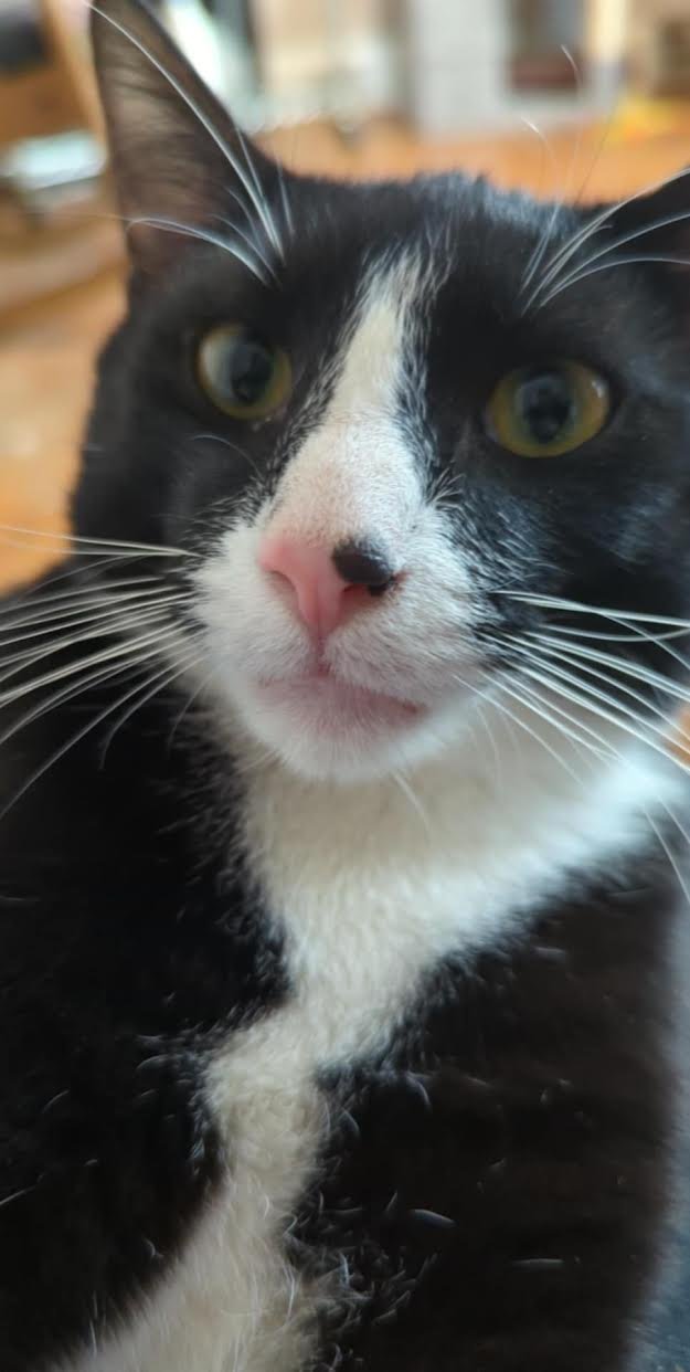 DUSTY - Tuxedo / Domestic Short Hair available for adoption