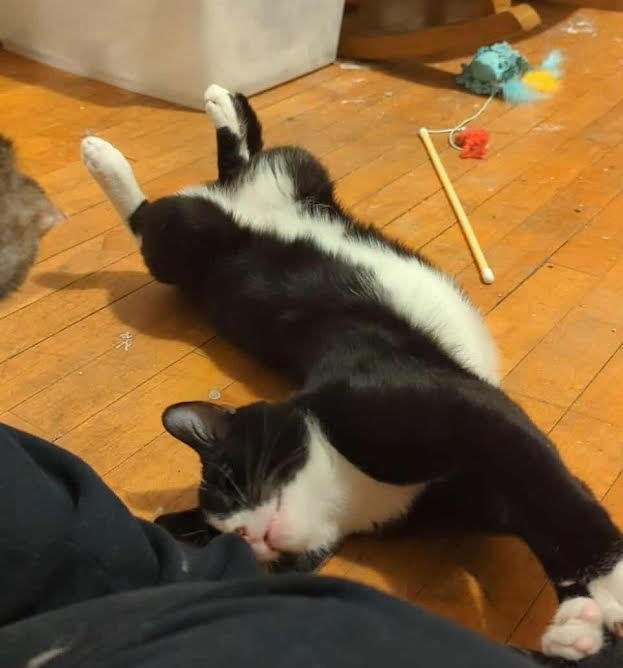 DUSTY - Tuxedo / Domestic Short Hair available for adoption