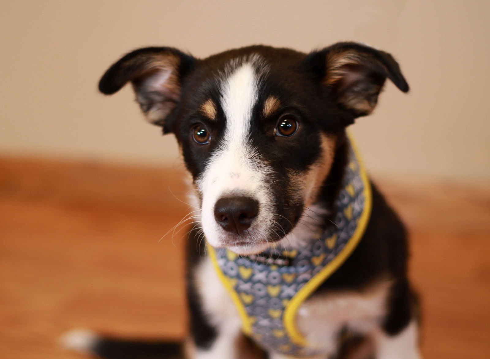 SHERLOCK - Border Collie / Australian Shepherd available for adoption