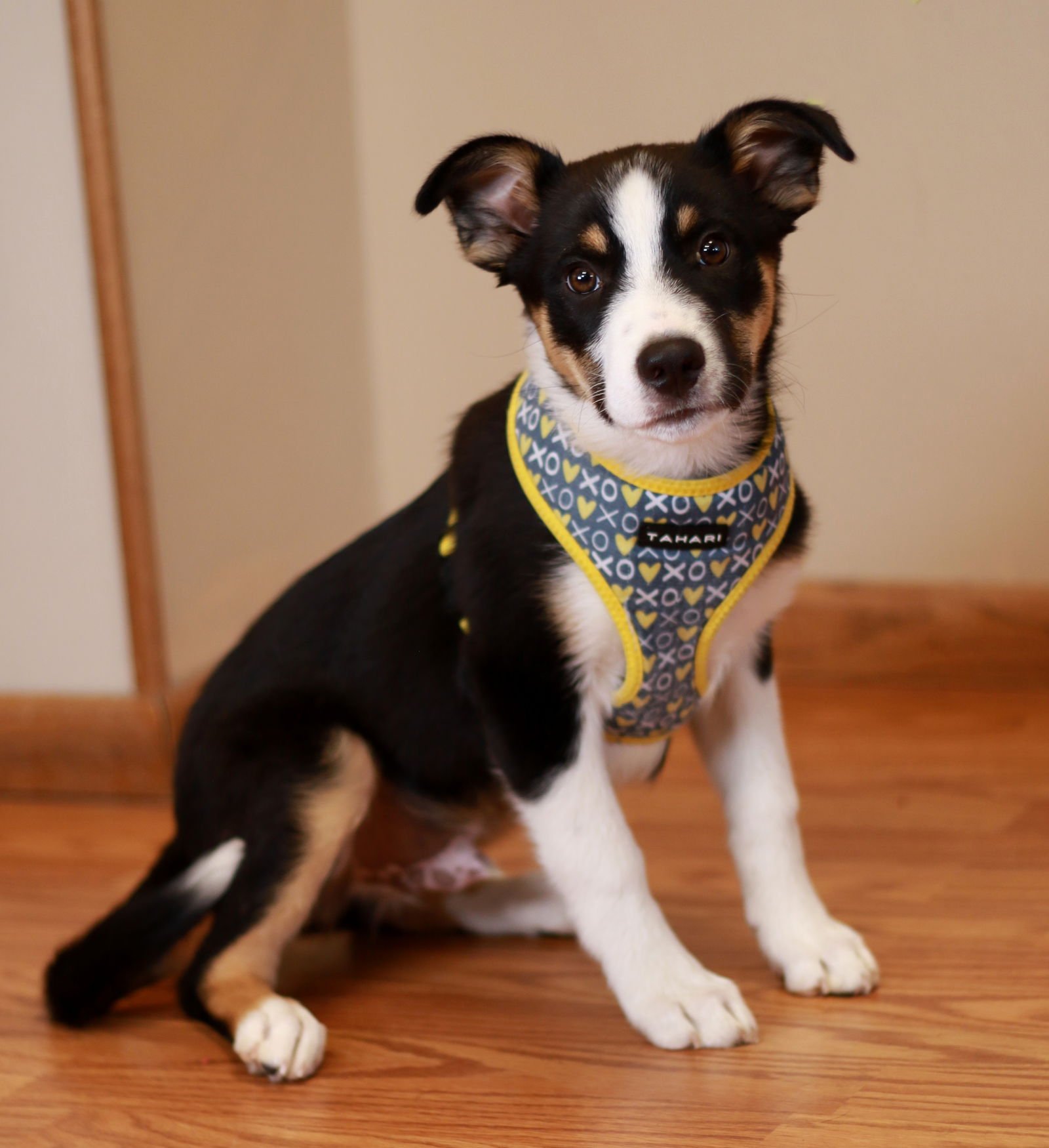SHERLOCK - Border Collie / Australian Shepherd available for adoption