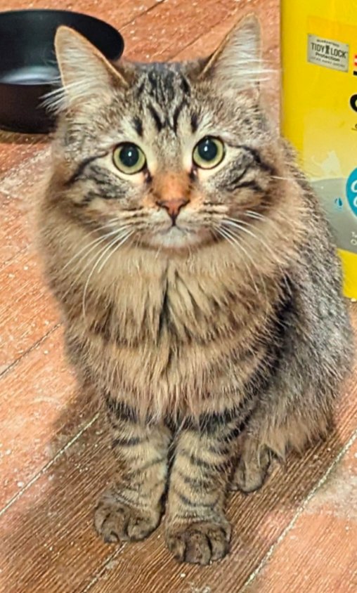 BERRY ⭐️ - Tabby / Domestic Long Hair available for adoption