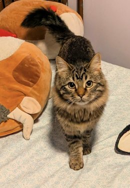 BERRY ⭐️ - Tabby / Domestic Long Hair available for adoption