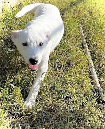 APOLLO - Terrier / Wirehaired Fox Terrier available for adoption