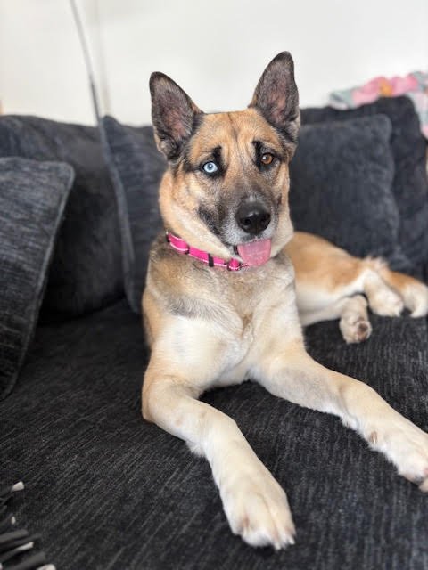 MOLLIE MAE - German Shepherd Dog available for adoption