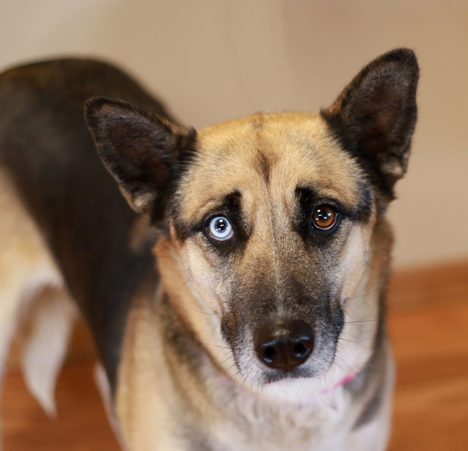 MOLLIE MAE - German Shepherd Dog available for adoption