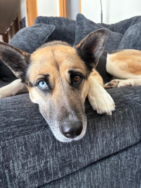 Mollie Mae - Photo 3