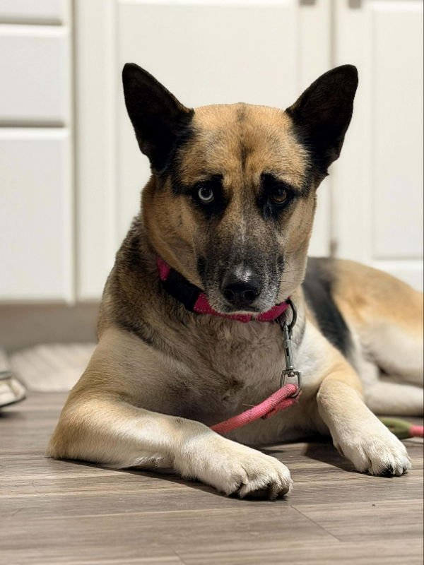 Mollie Mae - Photo 6