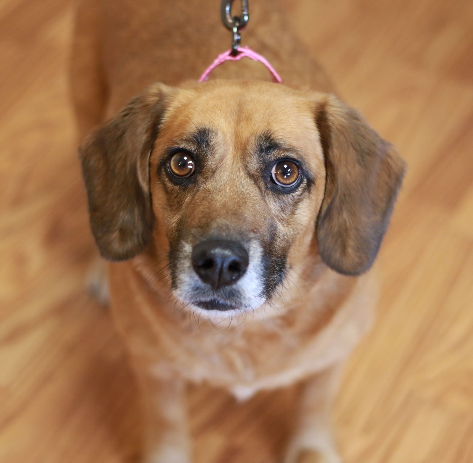 LADY JANE - Dachshund / Beagle available for adoption