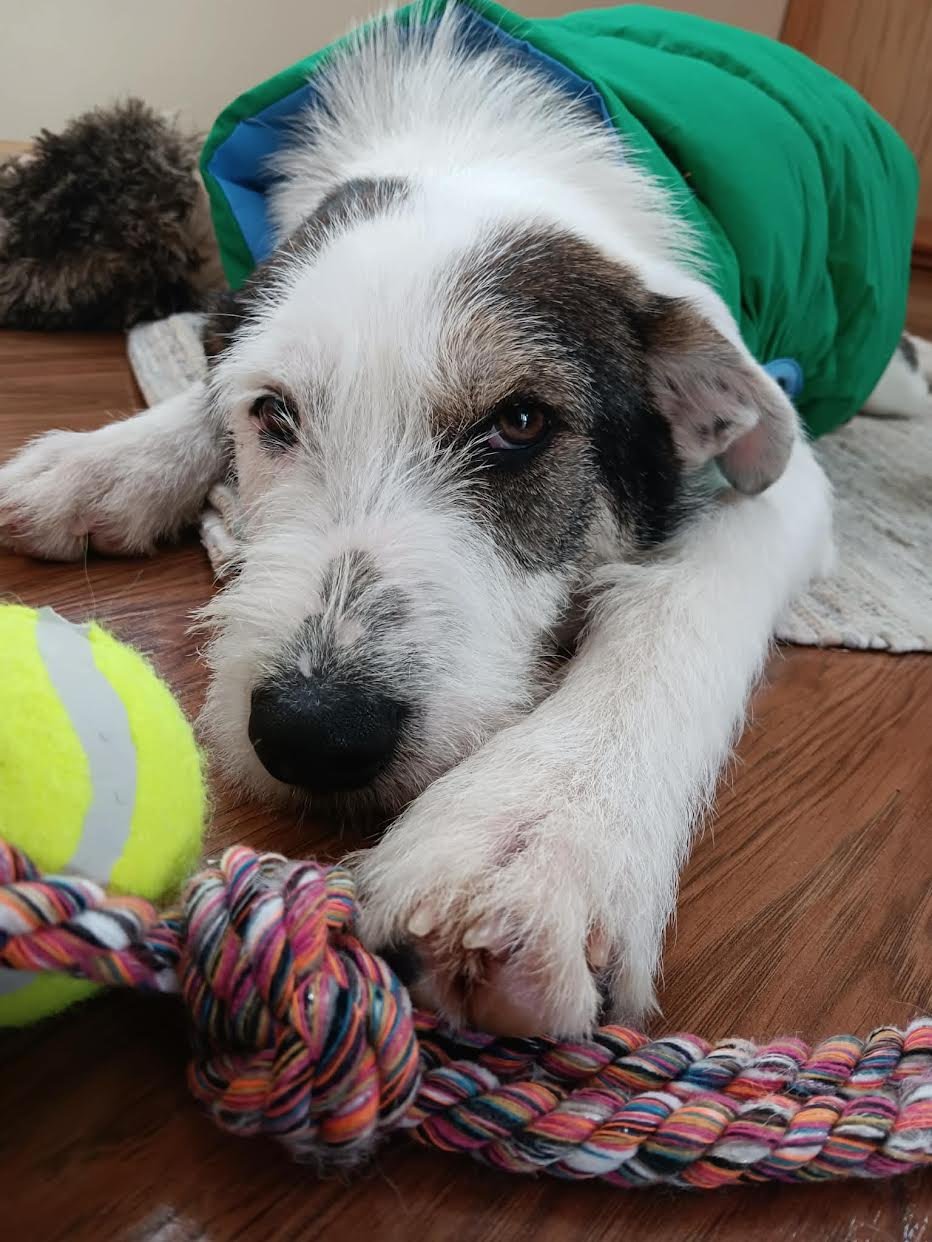 HADES - Terrier / Wirehaired Fox Terrier available for adoption