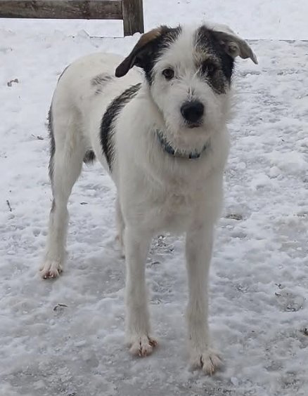 HADES - Terrier / Wirehaired Fox Terrier available for adoption