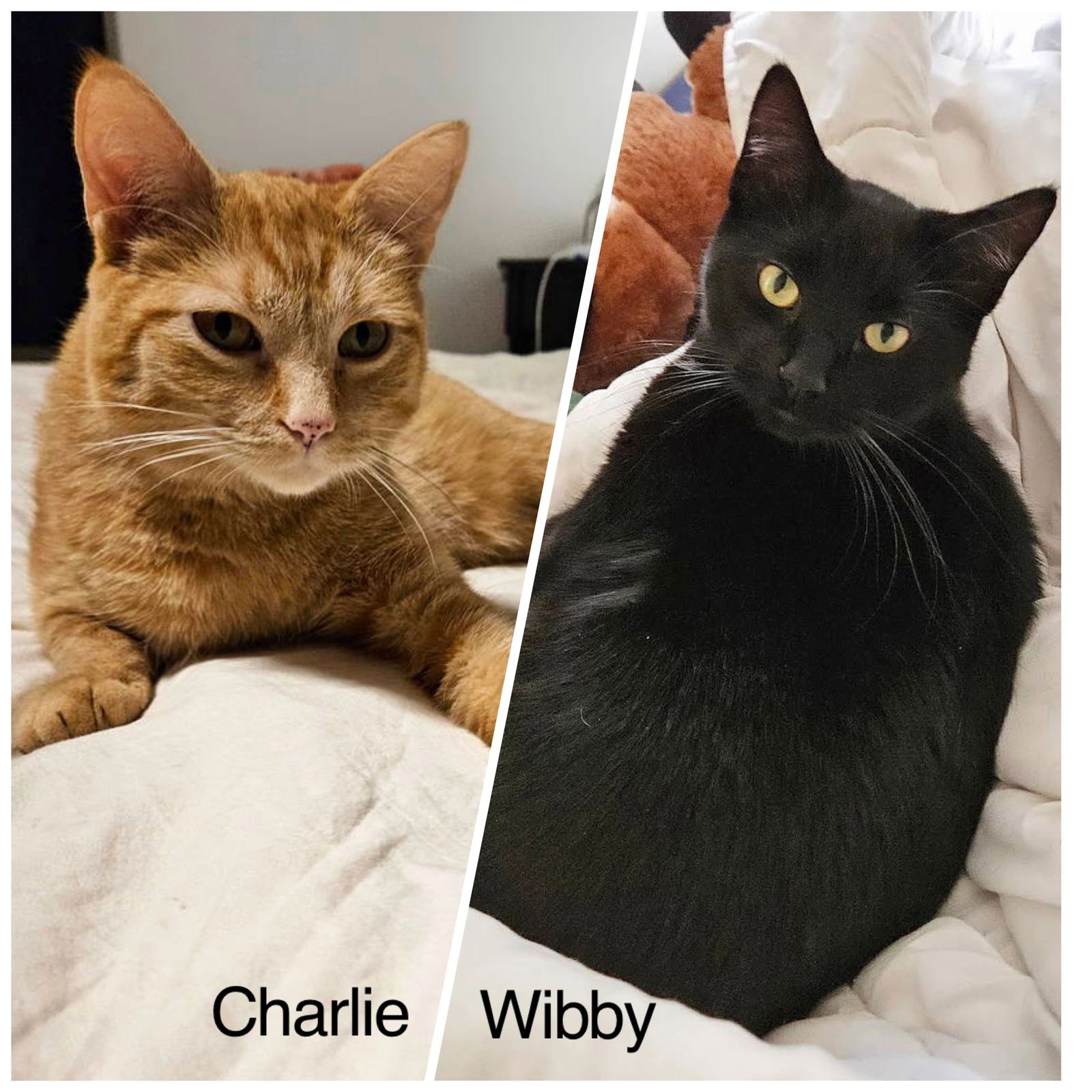 CHARLIE & WIBBY ( BONDED PAIR ) - Tabby / Domestic Short Hair available for adoption
