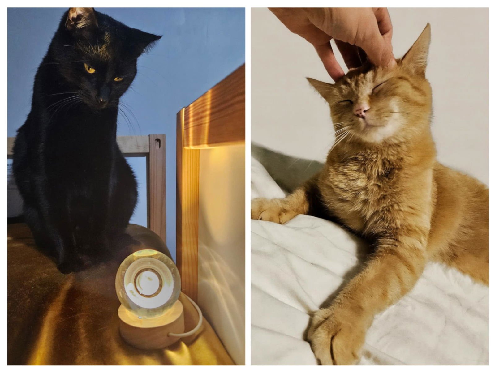 Charlie & Wibby ( Bonded Pair ) - Photo 3