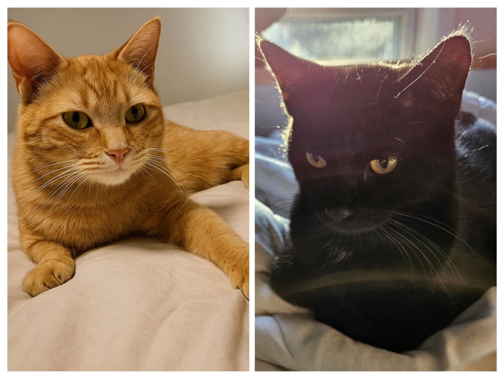 Charlie & Wibby ( Bonded Pair ) - Photo 4