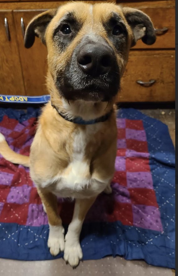 MANNY - Shepherd / Mastiff available for adoption