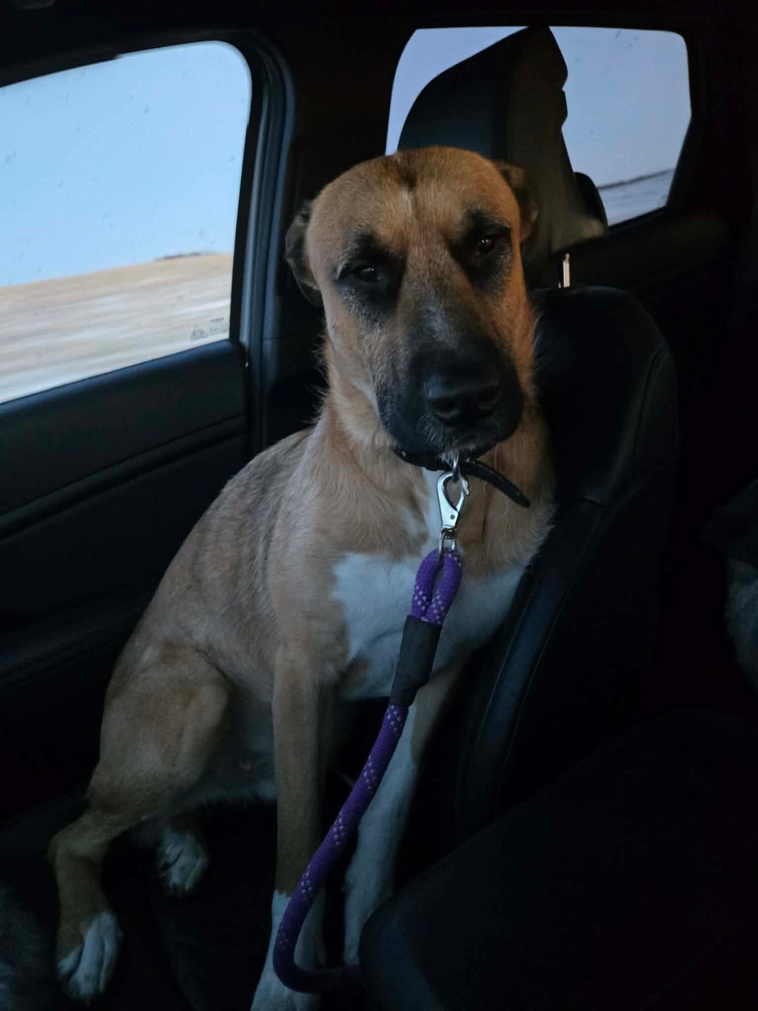 MANNY - Shepherd / Mastiff available for adoption