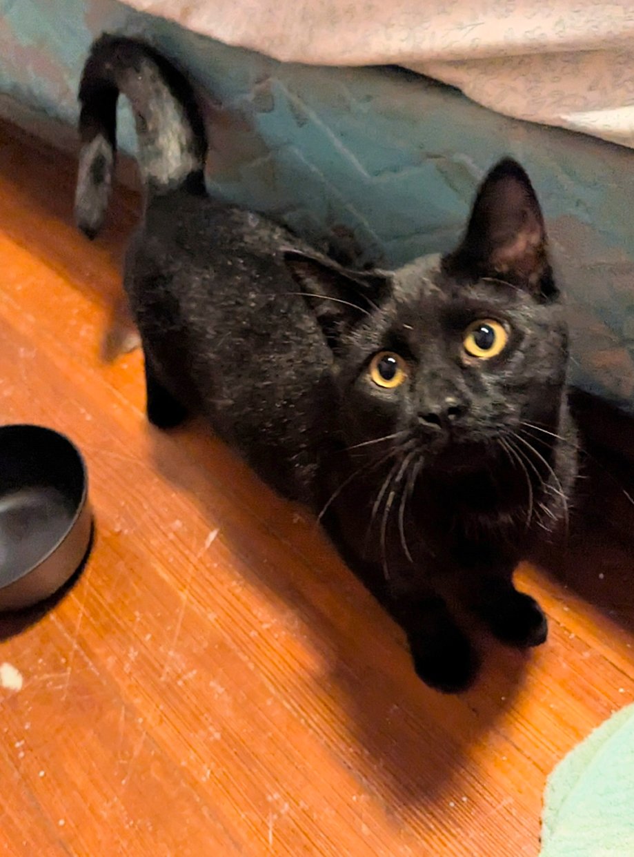 VIV ⭐️ - Domestic Short Hair available for adoption