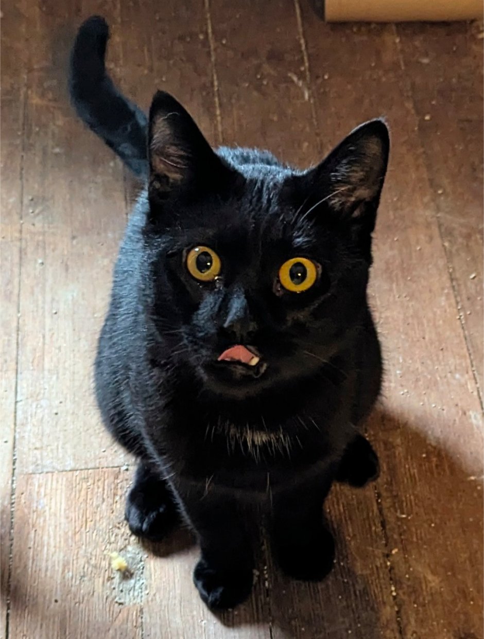 VIV ⭐️ - Domestic Short Hair available for adoption