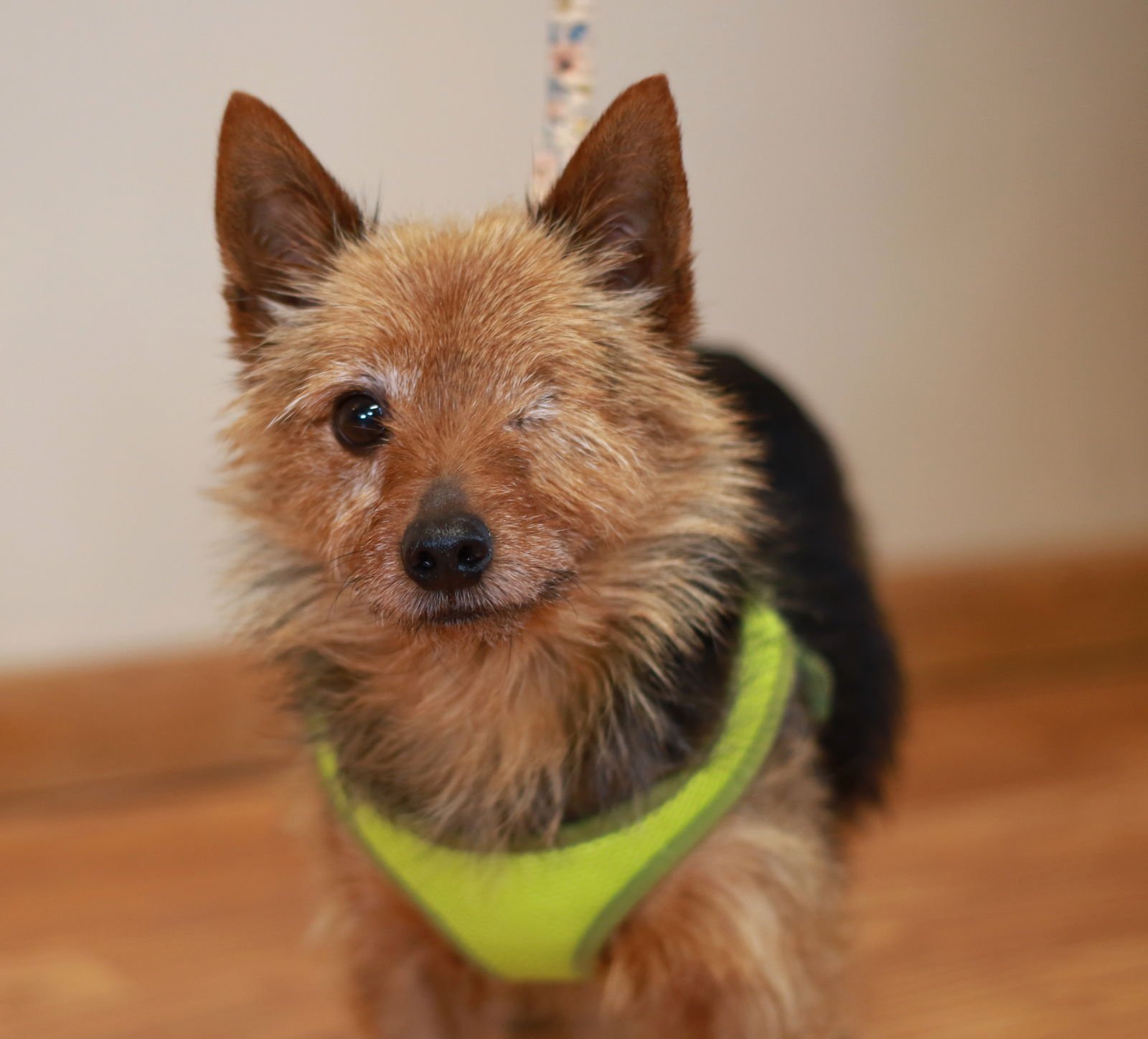 NICO - Yorkshire Terrier Yorkie available for adoption
