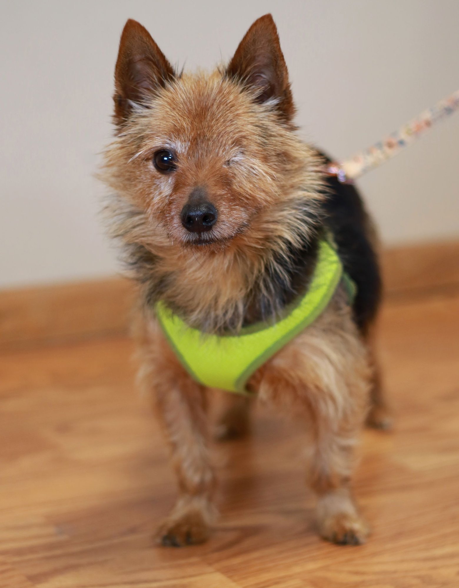 NICO - Yorkshire Terrier Yorkie available for adoption