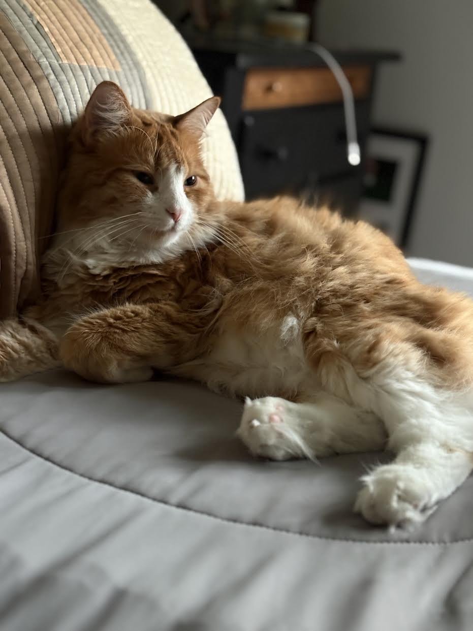 TOM - Domestic Long Hair / Tabby available for adoption