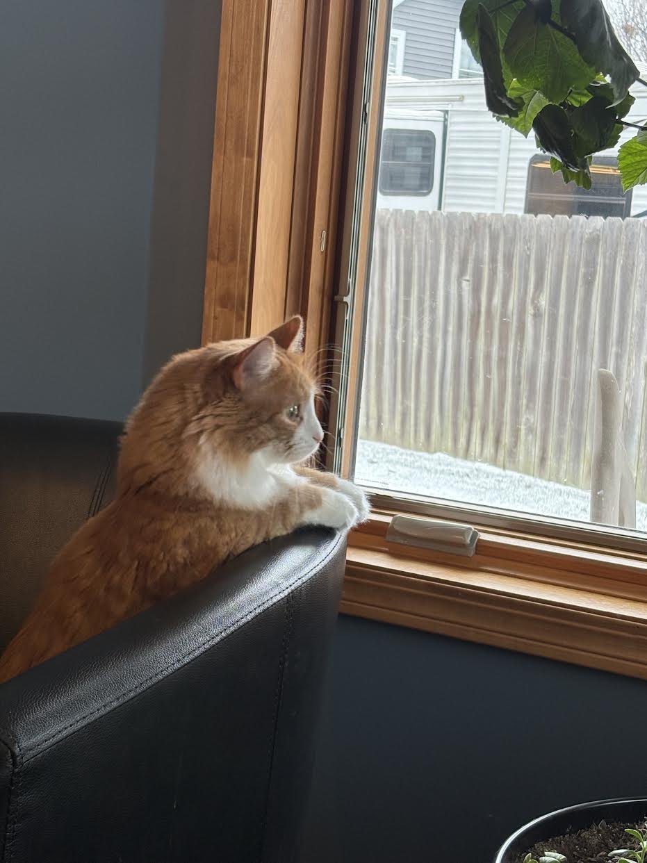 TOM - Domestic Long Hair / Tabby available for adoption