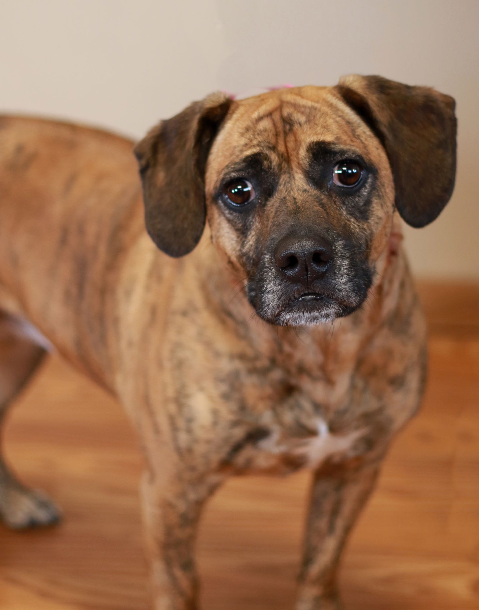 TIGRESS - Dachshund / Beagle available for adoption