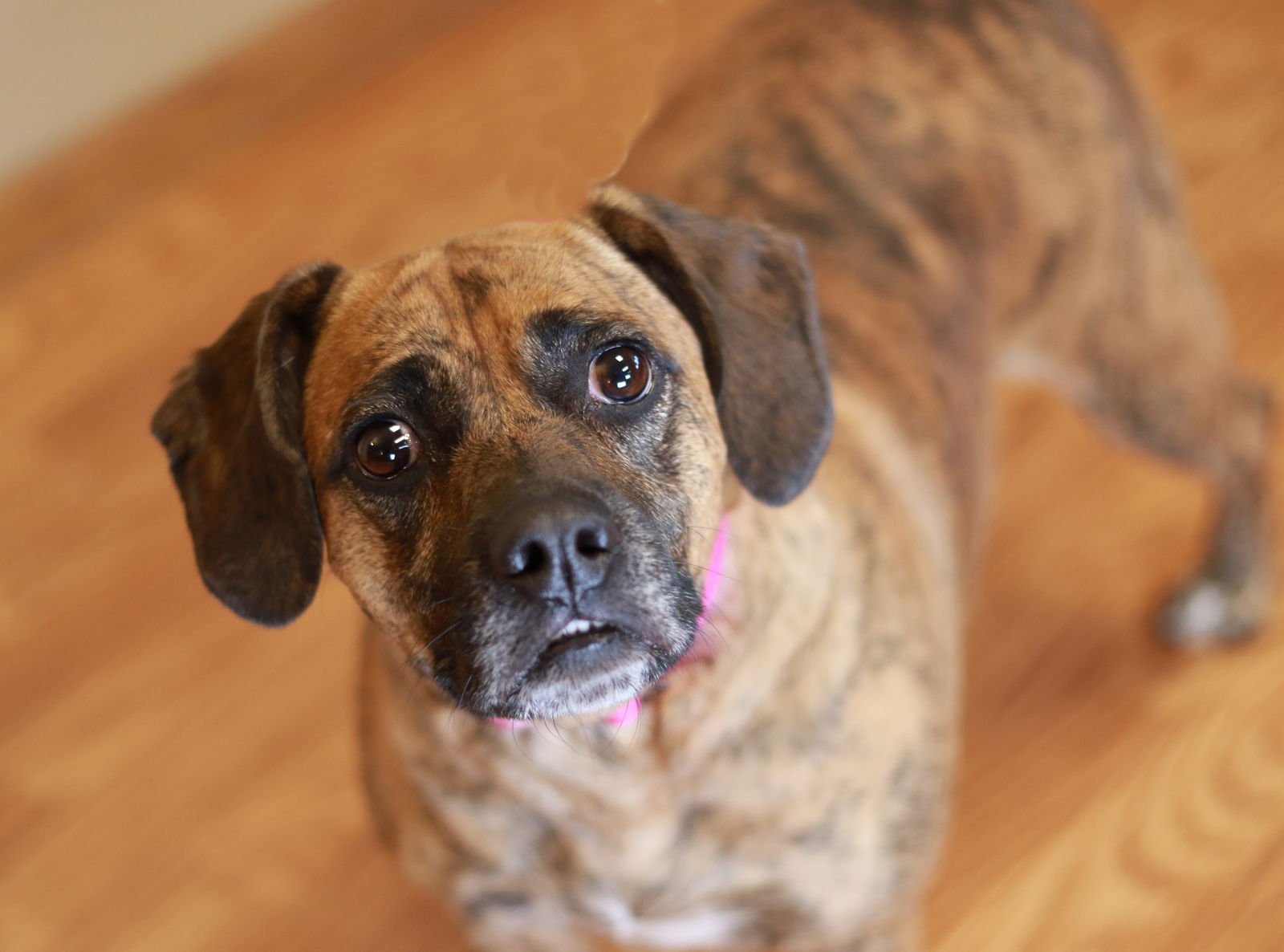 TIGRESS - Dachshund / Beagle available for adoption