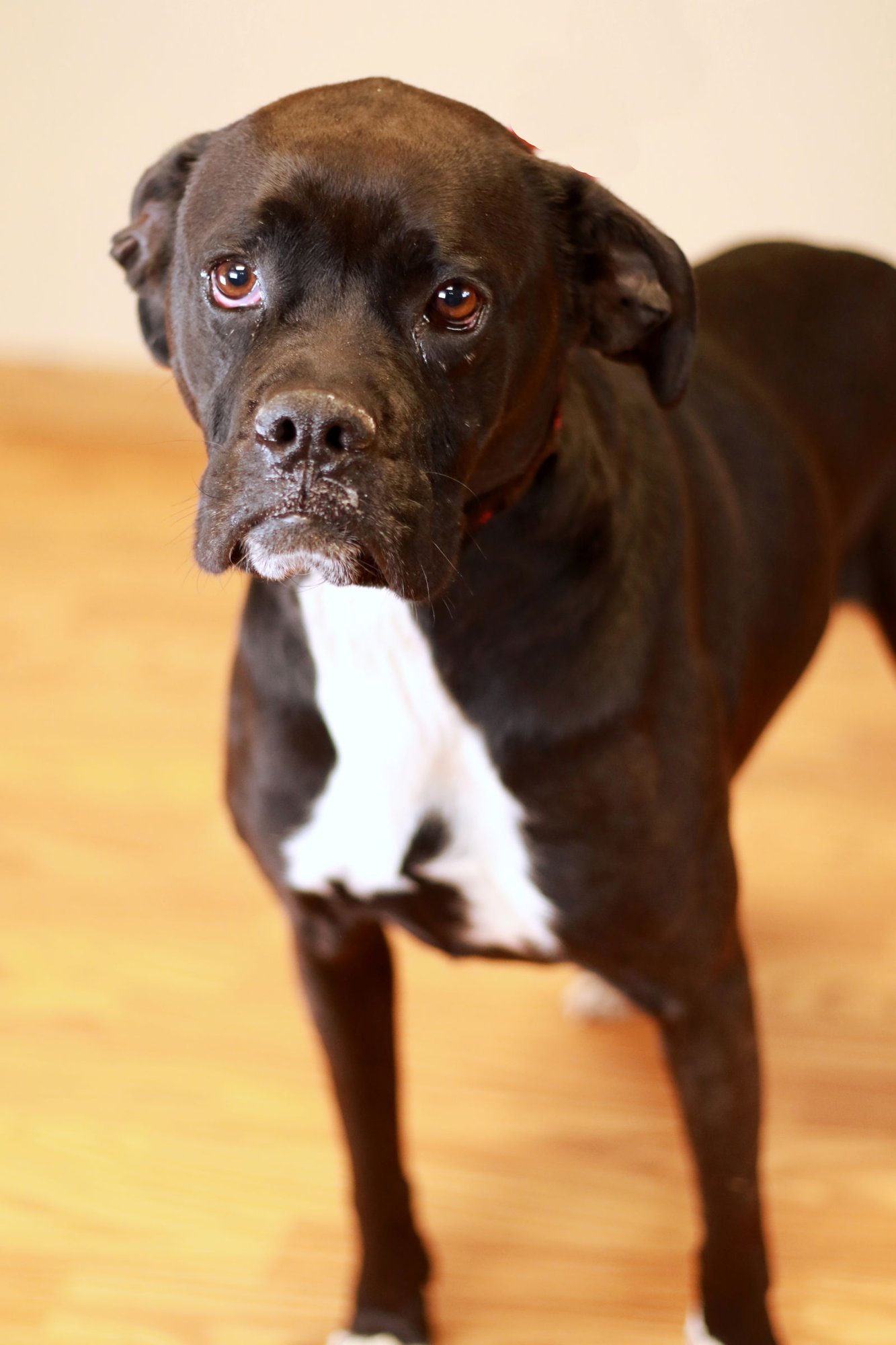 PUDGY BOOTS - Boxer / Bulldog available for adoption