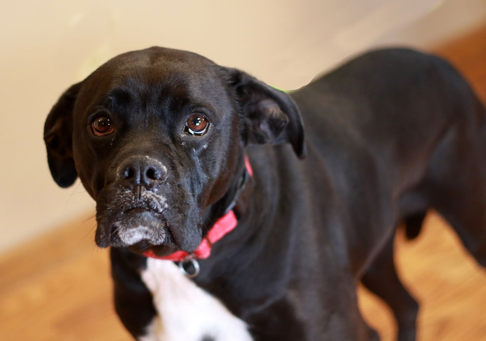 PUDGY BOOTS - Boxer / Bulldog available for adoption