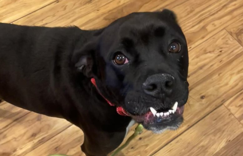 Pudgy Boots - Photo 4