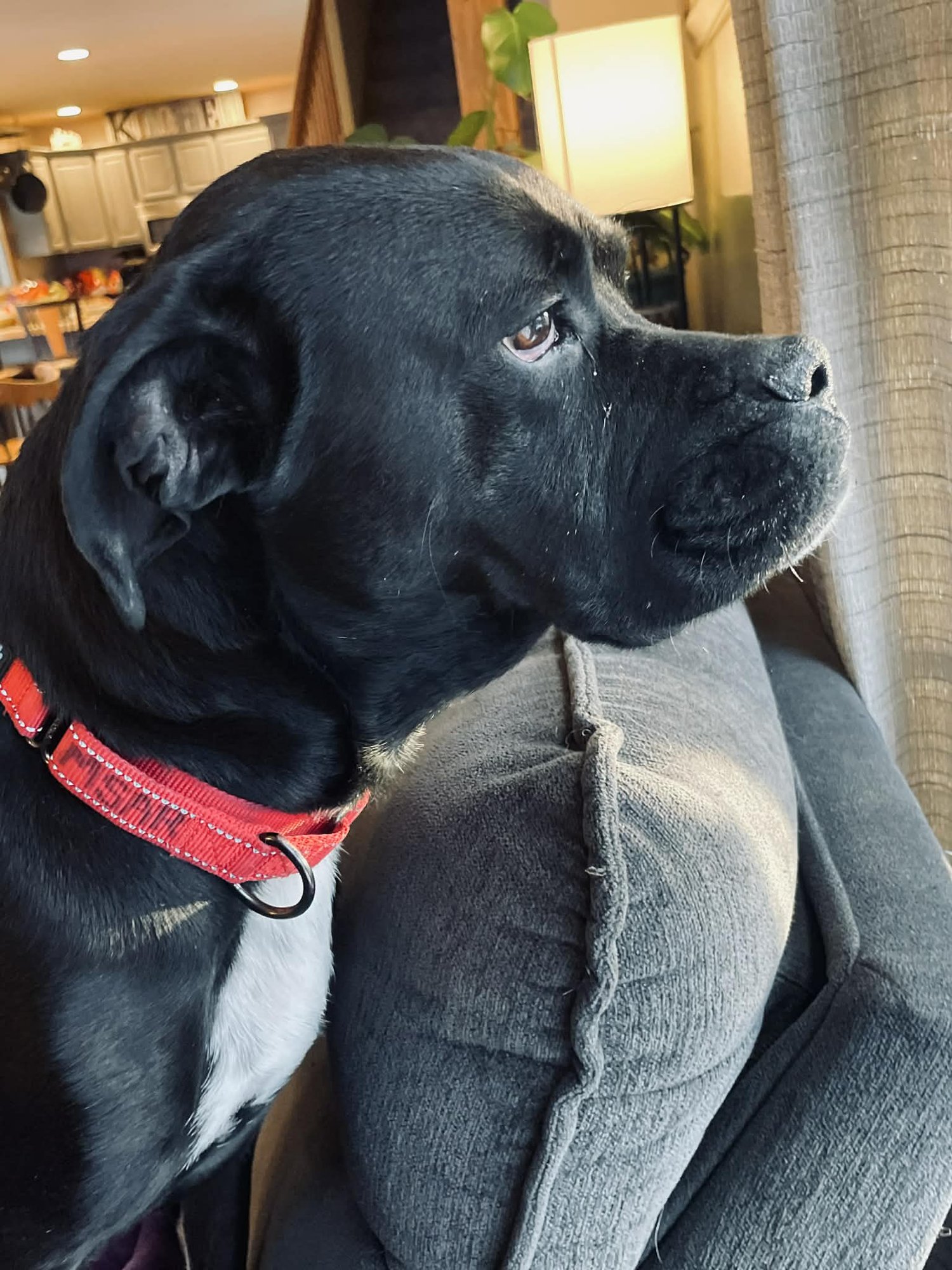 Pudgy Boots - Photo 5